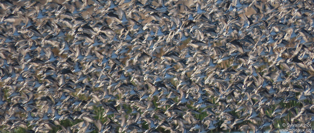 Semipalmated Sandpiper