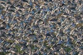 Semipalmated Sandpiper