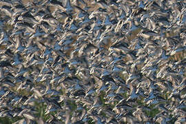 Semipalmated Sandpiper