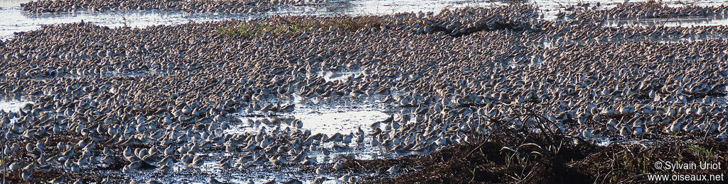 Semipalmated Sandpiper