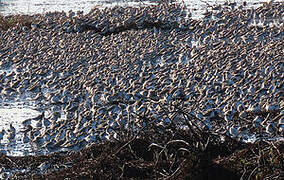 Semipalmated Sandpiper