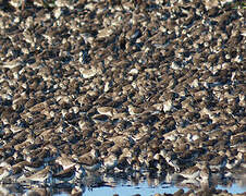 Semipalmated Sandpiper