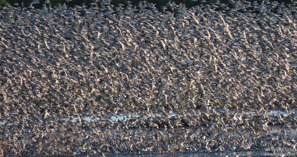 Semipalmated Sandpiper