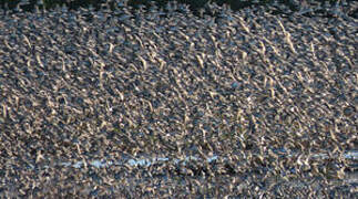 Semipalmated Sandpiper