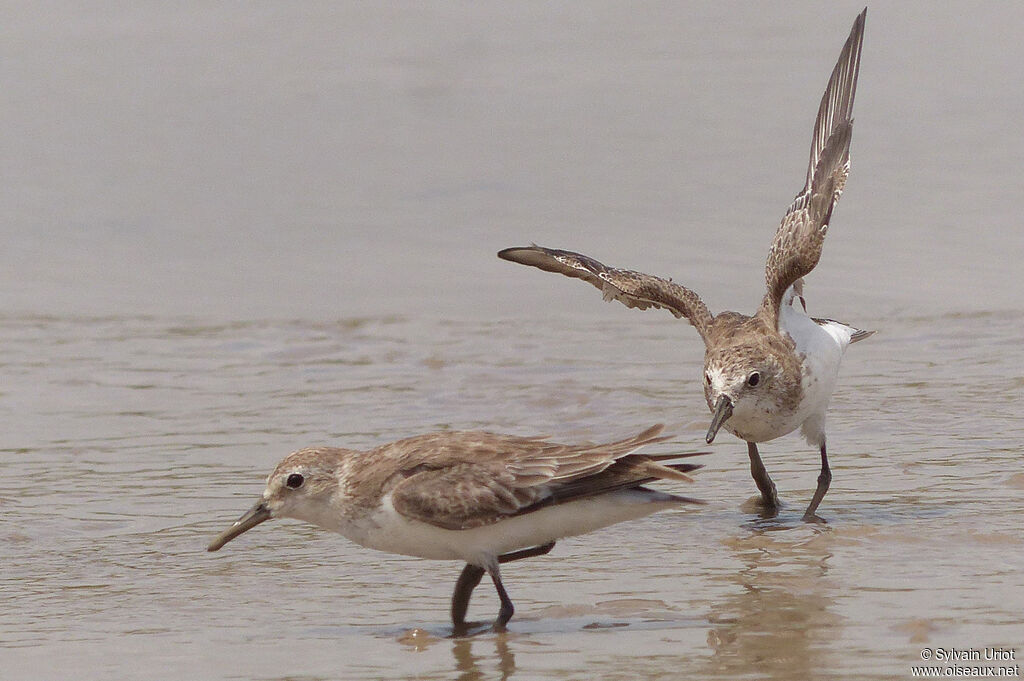 Semipalmated Sandpiper