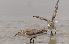 Semipalmated Sandpiper