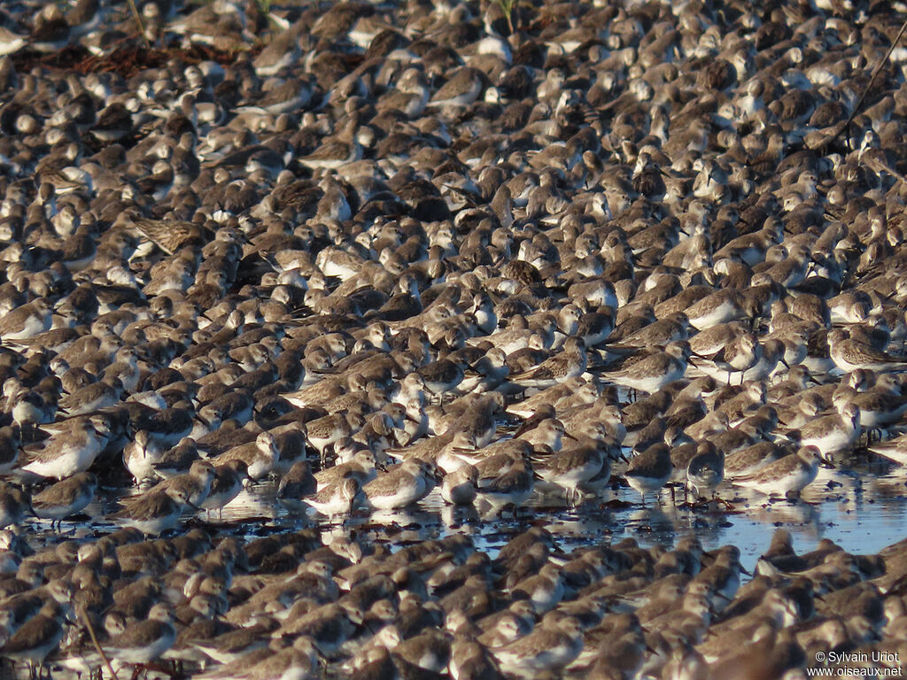 Semipalmated Sandpiper