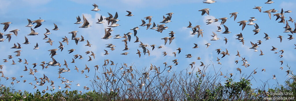 Semipalmated Sandpiper