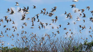 Semipalmated Sandpiper