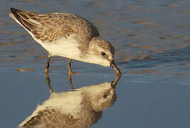 Semipalmated Sandpiper