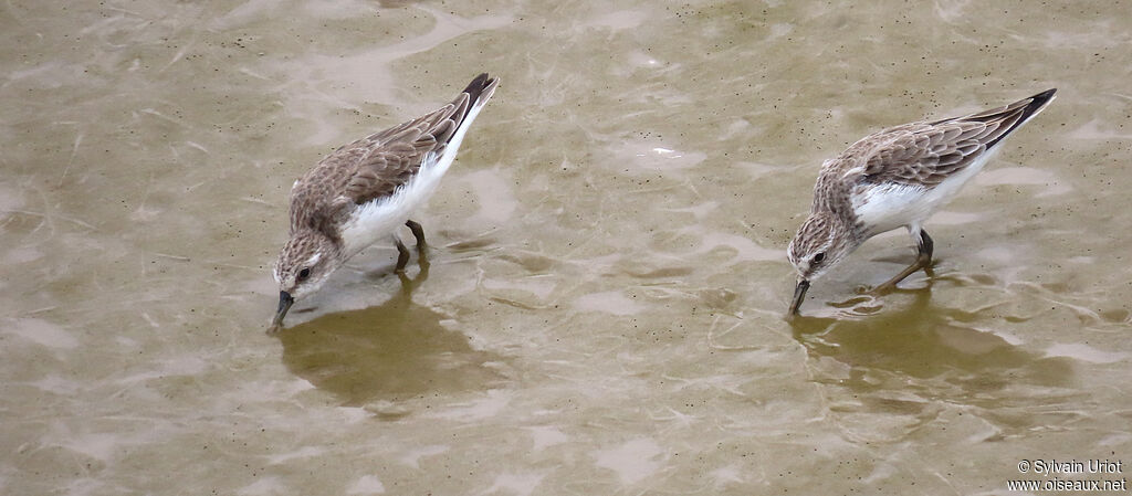 Semipalmated Sandpiperadult