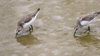 Semipalmated Sandpiper