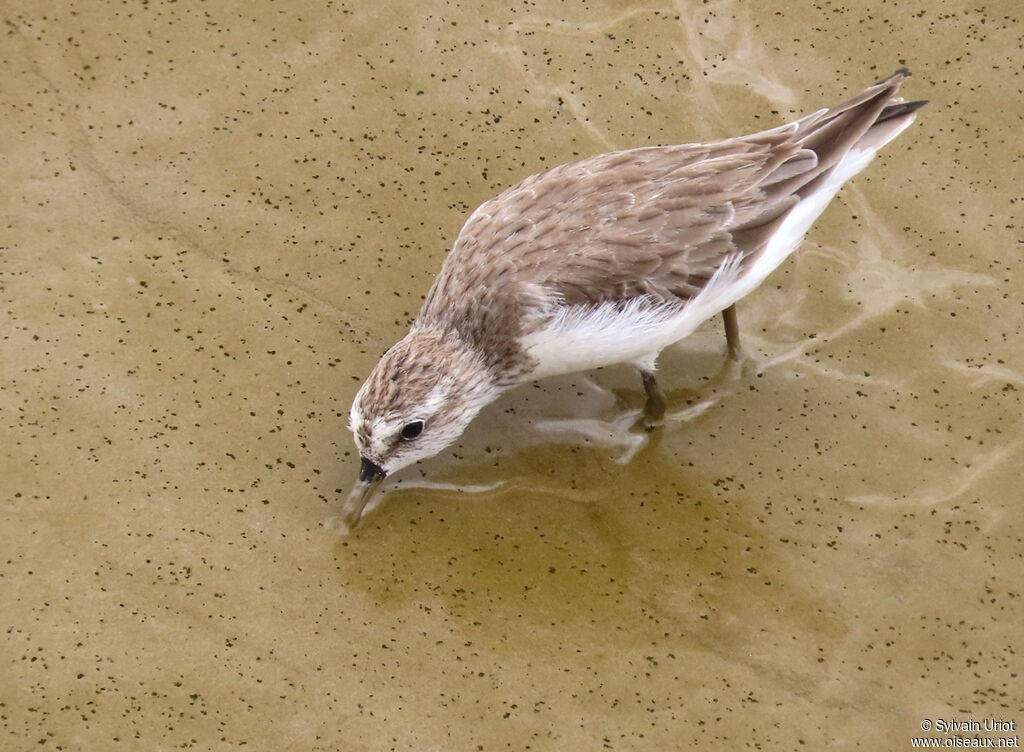 Semipalmated Sandpiperadult