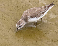 Semipalmated Sandpiper