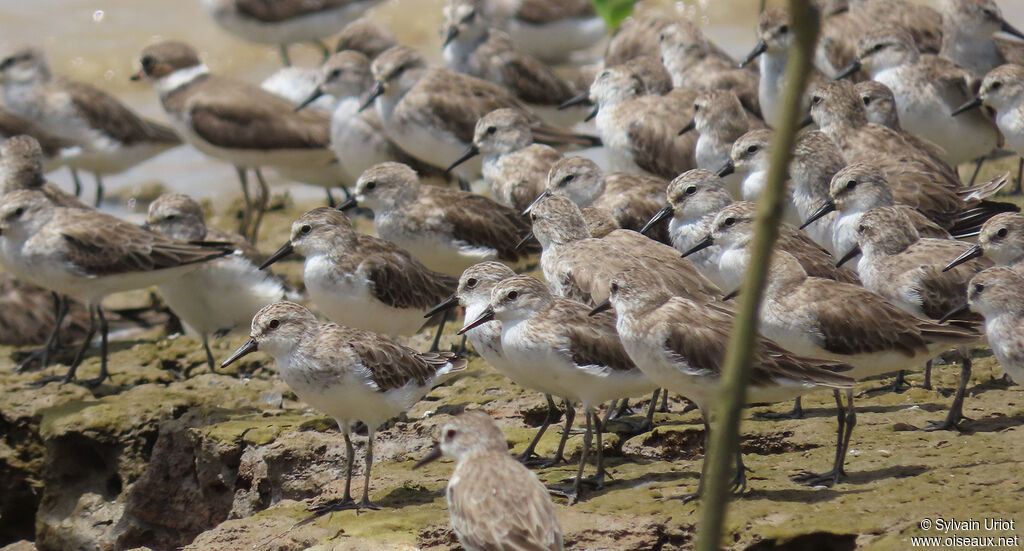 Semipalmated Sandpiperadult