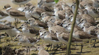 Semipalmated Sandpiper