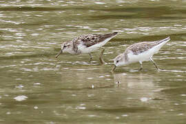 Semipalmated Sandpiper