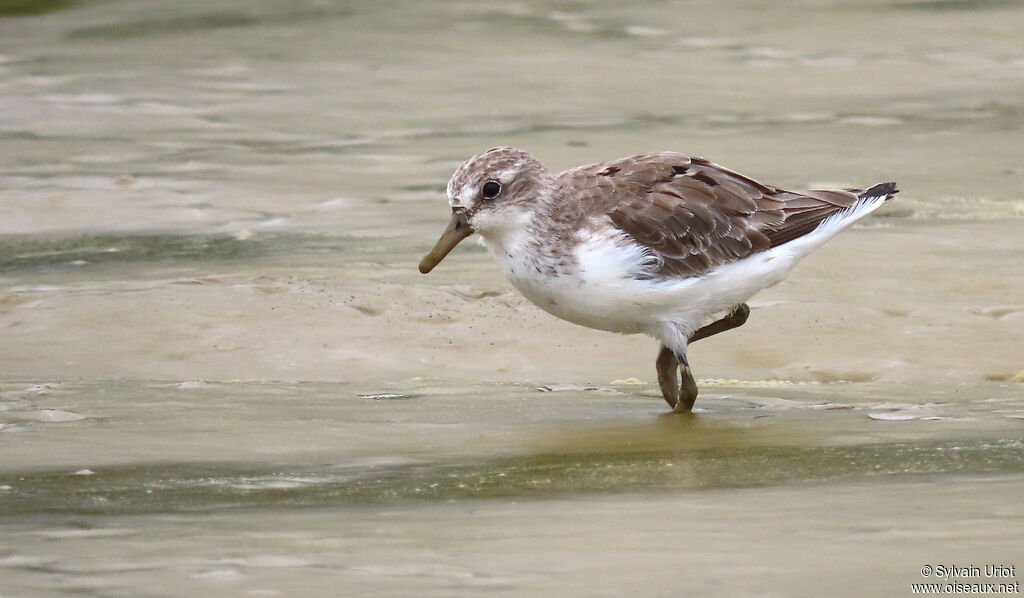 Semipalmated Sandpiperadult