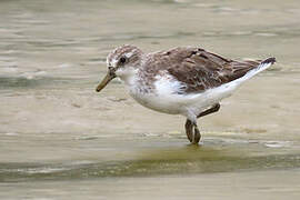 Semipalmated Sandpiper