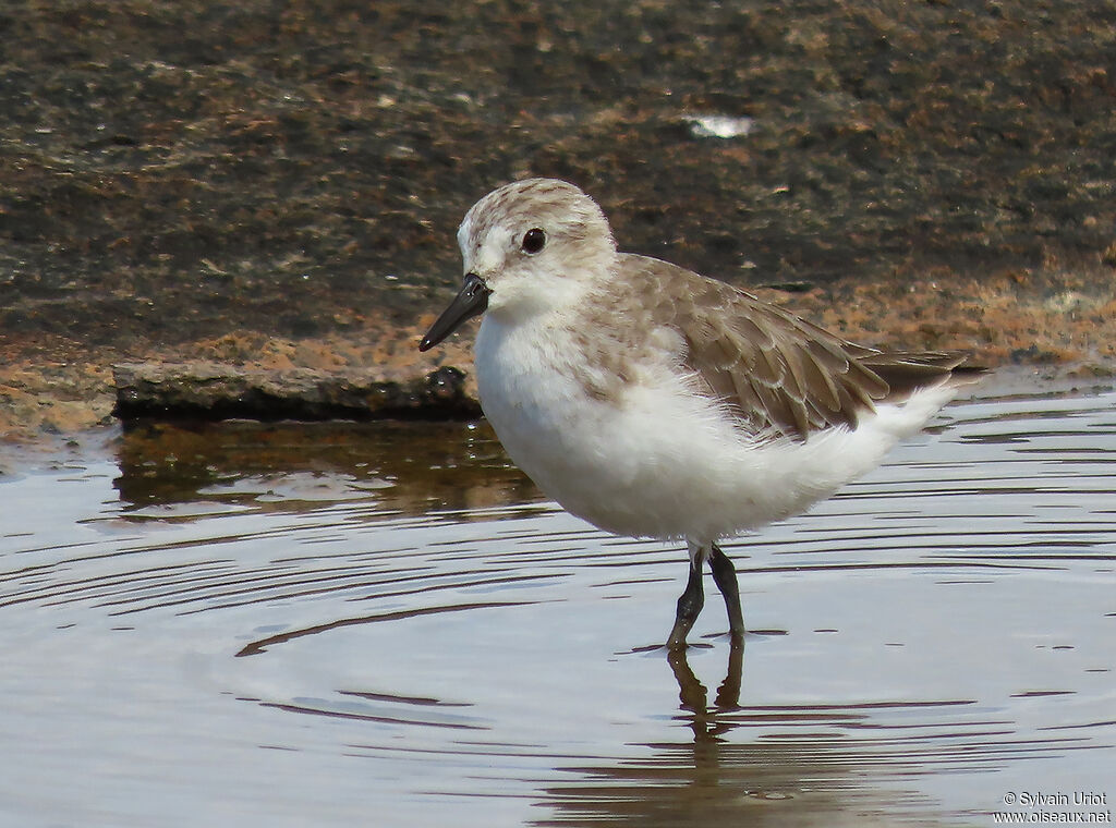 Semipalmated Sandpiperadult post breeding