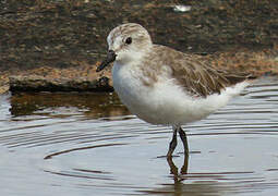 Semipalmated Sandpiper