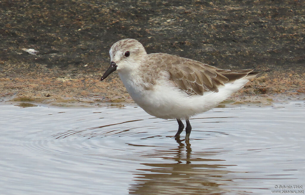 Semipalmated Sandpiperadult post breeding