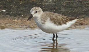 Semipalmated Sandpiper