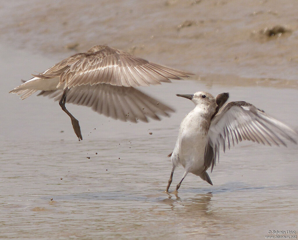 Semipalmated Sandpiper