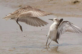 Semipalmated Sandpiper