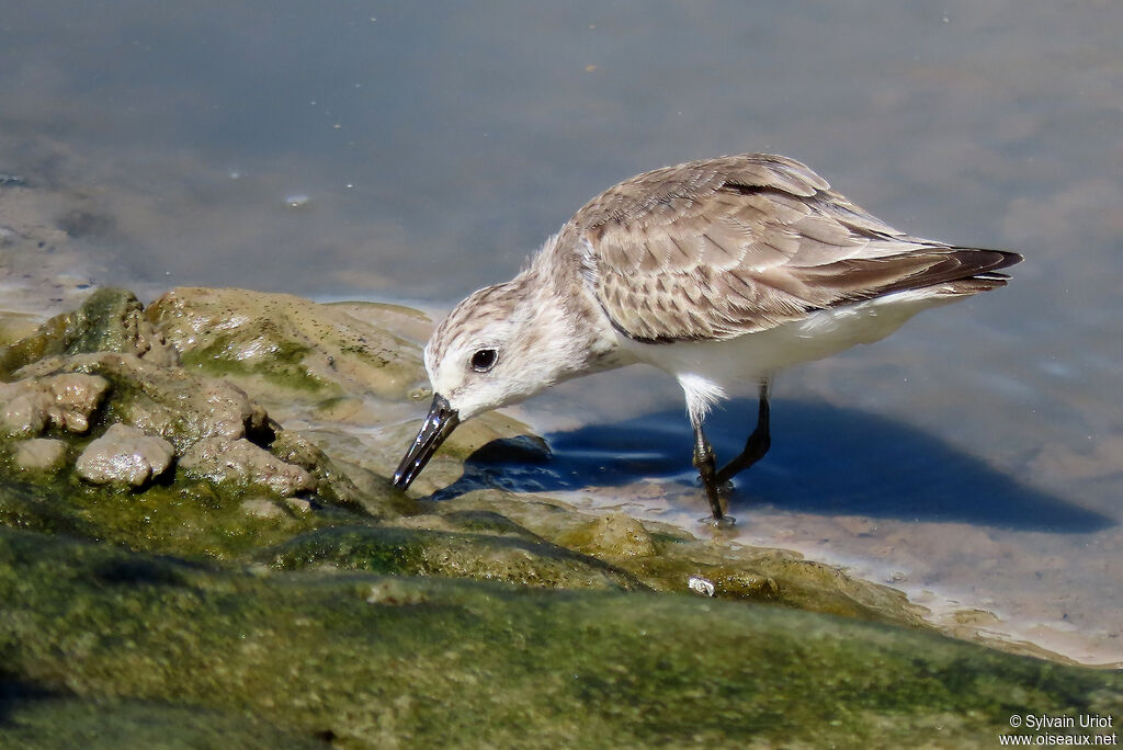 Semipalmated Sandpiperadult post breeding