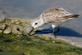 Semipalmated Sandpiper