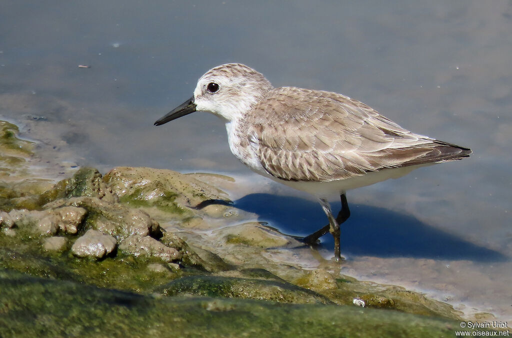 Semipalmated Sandpiperadult post breeding