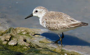 Semipalmated Sandpiper