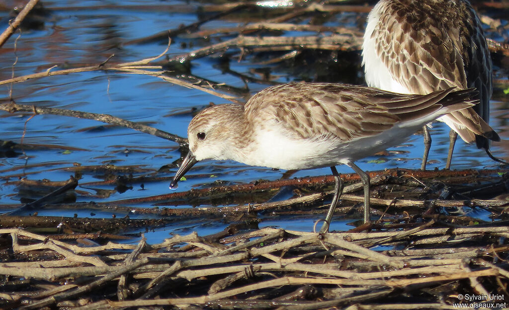 Semipalmated Sandpiperadult post breeding