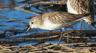 Semipalmated Sandpiper