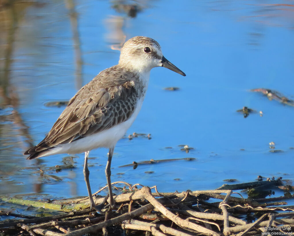 Semipalmated Sandpiperadult post breeding