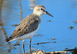 Semipalmated Sandpiper