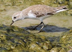 Semipalmated Sandpiper