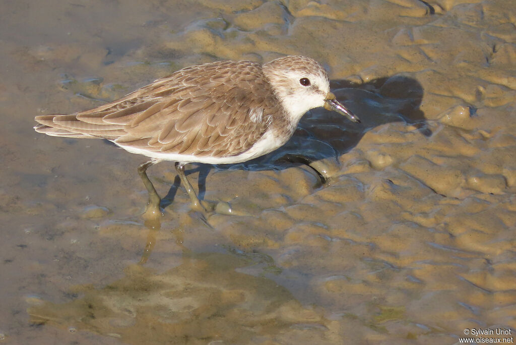 Semipalmated Sandpiperadult post breeding