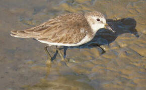 Semipalmated Sandpiper