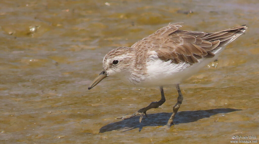 Semipalmated Sandpiperadult post breeding