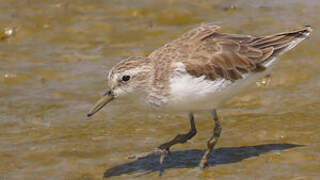 Semipalmated Sandpiper