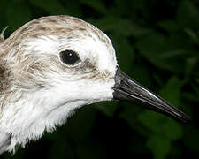 Semipalmated Sandpiper