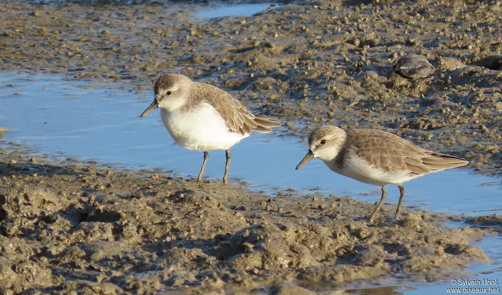 Bécasseau semipalmé