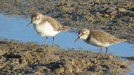 Bécasseau semipalmé