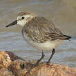 Bécasseau semipalmé