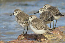 Bécasseau semipalmé