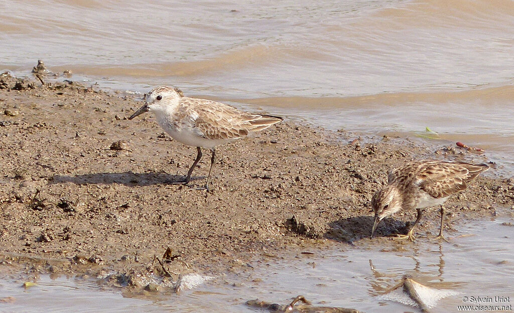 Semipalmated Sandpiper