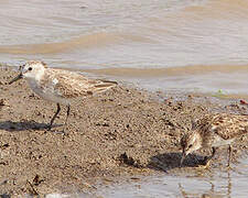 Semipalmated Sandpiper