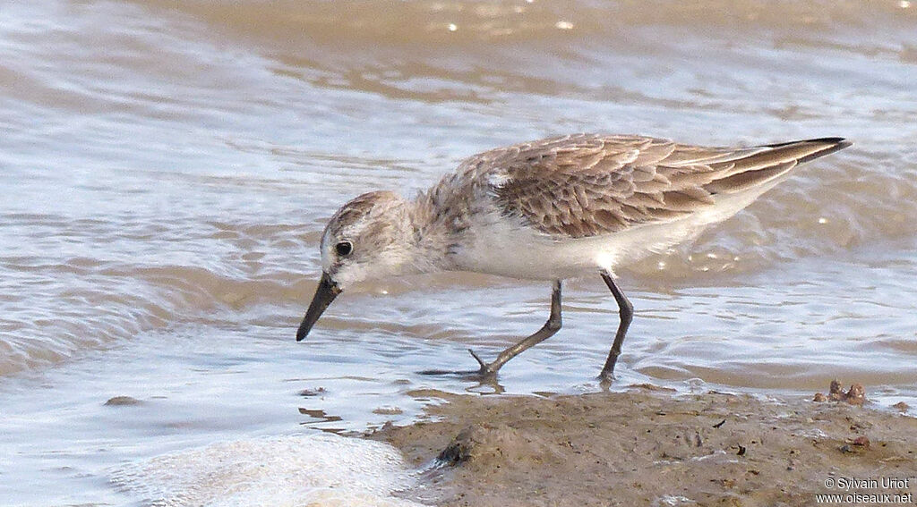 Semipalmated Sandpiper